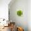 Lettuce-Barbara Lutterbeck-Photographic Print displayed on a wall