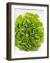 Lettuce-Barbara Lutterbeck-Framed Photographic Print