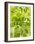 Lettuce-null-Framed Photographic Print
