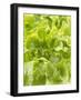 Lettuce-null-Framed Photographic Print