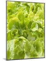 Lettuce-null-Mounted Photographic Print