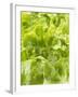 Lettuce-null-Framed Photographic Print