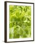 Lettuce-null-Framed Photographic Print