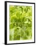 Lettuce-null-Framed Photographic Print