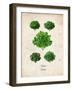 Lettuce-null-Framed Art Print