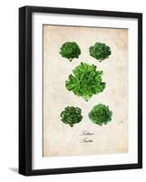 Lettuce-null-Framed Art Print