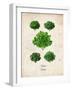 Lettuce-null-Framed Art Print