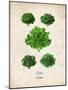 Lettuce-null-Mounted Art Print