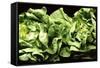 Lettuces-Victor De Schwanberg-Framed Stretched Canvas