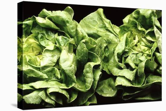 Lettuces-Victor De Schwanberg-Stretched Canvas