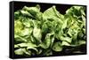 Lettuces-Victor De Schwanberg-Framed Stretched Canvas