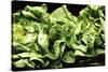 Lettuces-Victor De Schwanberg-Stretched Canvas