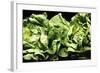 Lettuces-Victor De Schwanberg-Framed Premium Photographic Print