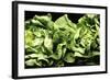 Lettuces-Victor De Schwanberg-Framed Premium Photographic Print