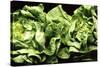 Lettuces-Victor De Schwanberg-Stretched Canvas