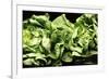 Lettuces-Victor De Schwanberg-Framed Photographic Print