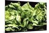 Lettuces-Victor De Schwanberg-Mounted Photographic Print