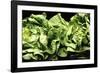 Lettuces-Victor De Schwanberg-Framed Photographic Print
