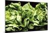 Lettuces-Victor De Schwanberg-Mounted Photographic Print