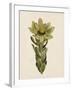 Leucadendron-The Vintage Collection-Framed Giclee Print