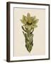 Leucadendron-The Vintage Collection-Framed Giclee Print