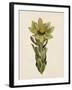 Leucadendron-The Vintage Collection-Framed Giclee Print
