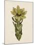 Leucadendron-The Vintage Collection-Mounted Giclee Print