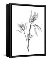 Leucadendron-Albert Koetsier-Framed Stretched Canvas