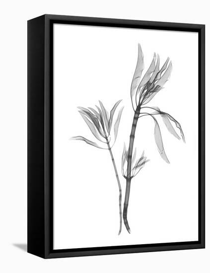 Leucadendron-Albert Koetsier-Framed Stretched Canvas