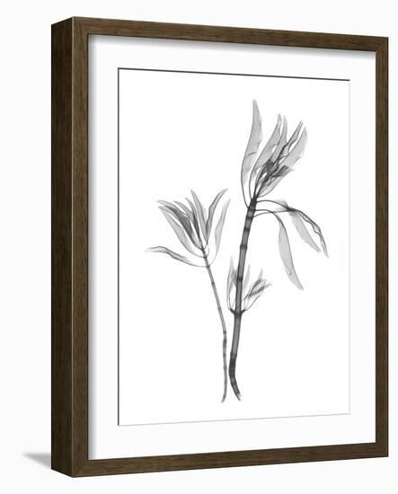 Leucadendron-Albert Koetsier-Framed Art Print