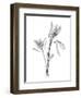 Leucadendron-Albert Koetsier-Framed Art Print