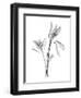 Leucadendron-Albert Koetsier-Framed Art Print