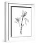 Leucadendron-Albert Koetsier-Framed Art Print