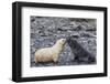 Leucistic Antarctic Fur Seal (Arctocephalus Gazella) Pup-Michael Nolan-Framed Photographic Print