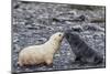 Leucistic Antarctic Fur Seal (Arctocephalus Gazella) Pup-Michael Nolan-Mounted Photographic Print