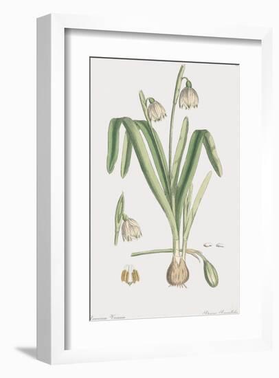 Leucoium Vernum-James Sowerby-Framed Giclee Print