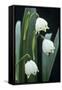 Leucojum Vernum Flowers-Archie Young-Framed Stretched Canvas