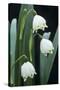 Leucojum Vernum Flowers-Archie Young-Stretched Canvas