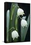 Leucojum Vernum Flowers-Archie Young-Framed Stretched Canvas