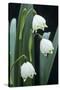 Leucojum Vernum Flowers-Archie Young-Stretched Canvas