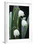 Leucojum Vernum Flowers-Archie Young-Framed Premium Photographic Print