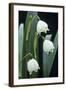 Leucojum Vernum Flowers-Archie Young-Framed Premium Photographic Print