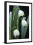 Leucojum Vernum Flowers-Archie Young-Framed Premium Photographic Print
