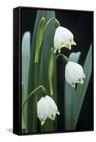 Leucojum Vernum Flowers-Archie Young-Framed Stretched Canvas