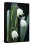 Leucojum Vernum Flowers-Archie Young-Framed Stretched Canvas