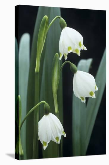 Leucojum Vernum Flowers-Archie Young-Stretched Canvas