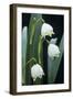 Leucojum Vernum Flowers-Archie Young-Framed Photographic Print