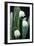 Leucojum Vernum Flowers-Archie Young-Framed Photographic Print