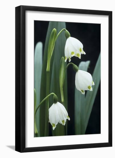 Leucojum Vernum Flowers-Archie Young-Framed Photographic Print