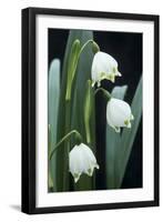 Leucojum Vernum Flowers-Archie Young-Framed Photographic Print